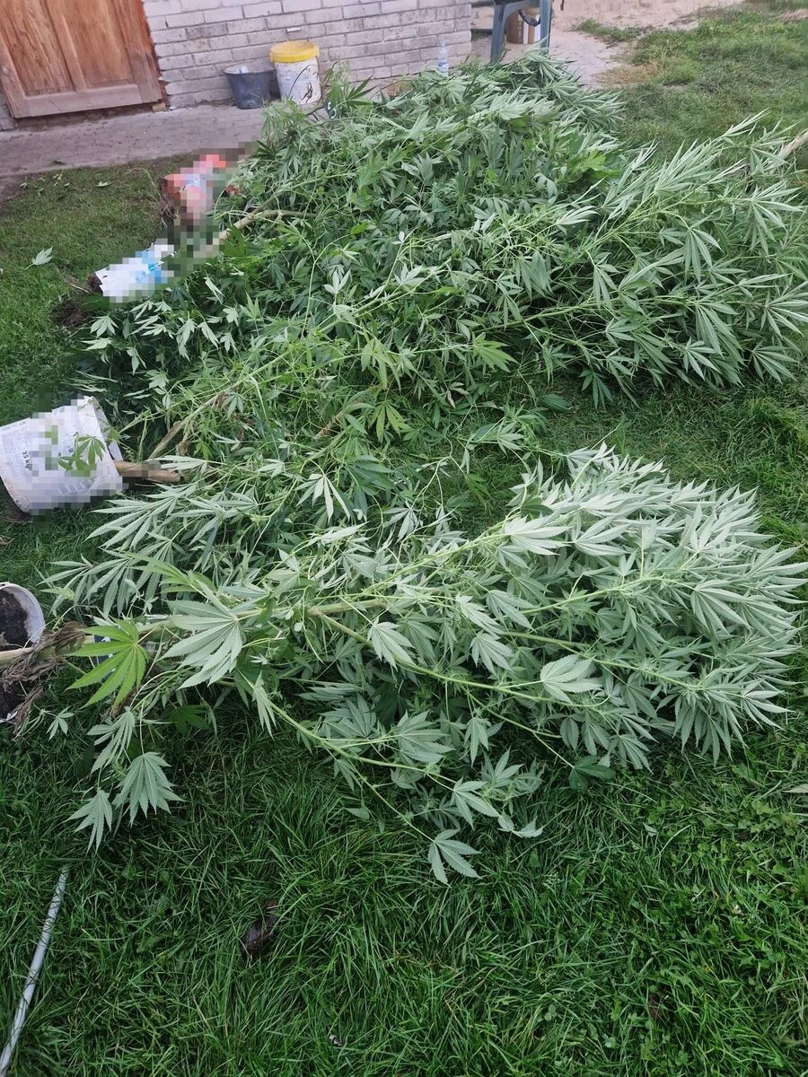 Sąsiedzi hodowali konopie za płotem. Wpadli w gminie Osiek