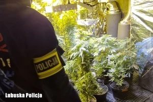 Plantacja konopi w piwnicy. 39-latka zatrzymana przez zielonogórską policję — zdjęcie 7
