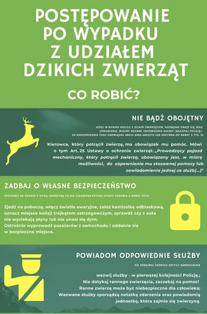 Śmierć 24-latka i chaos na DK50. Dzikie zwierzęta siją spustoszenie na drogach — zdjęcie 7