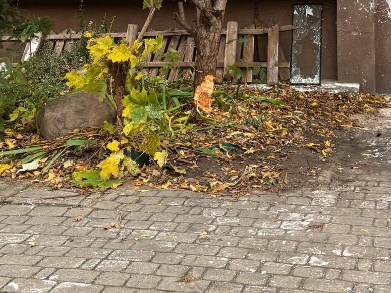 Pijany chciał ściąć drzewo, bo zasłaniało widok – stanie przed sądem