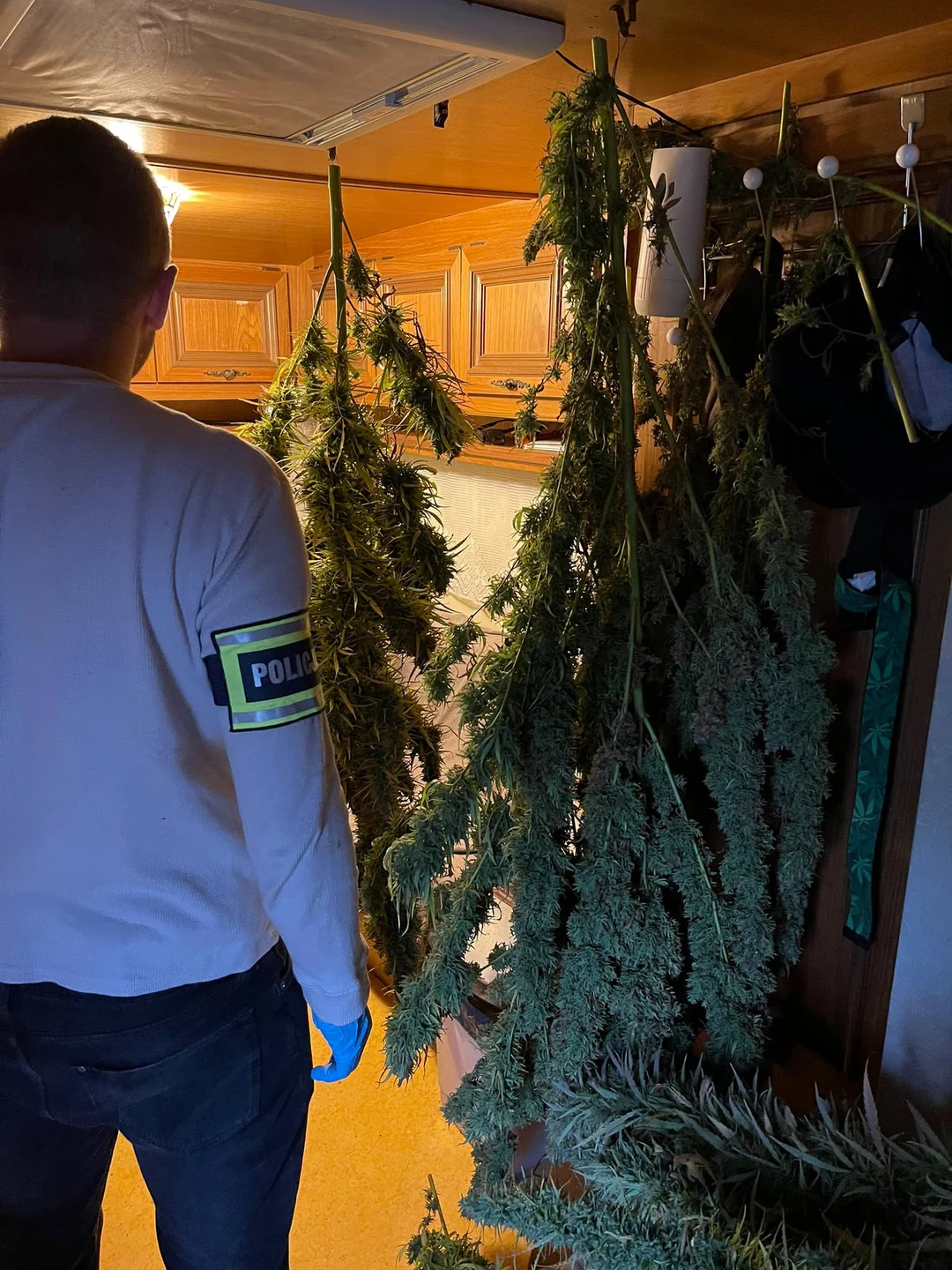 Nielegalna plantacja marihuany na działce 37-latka