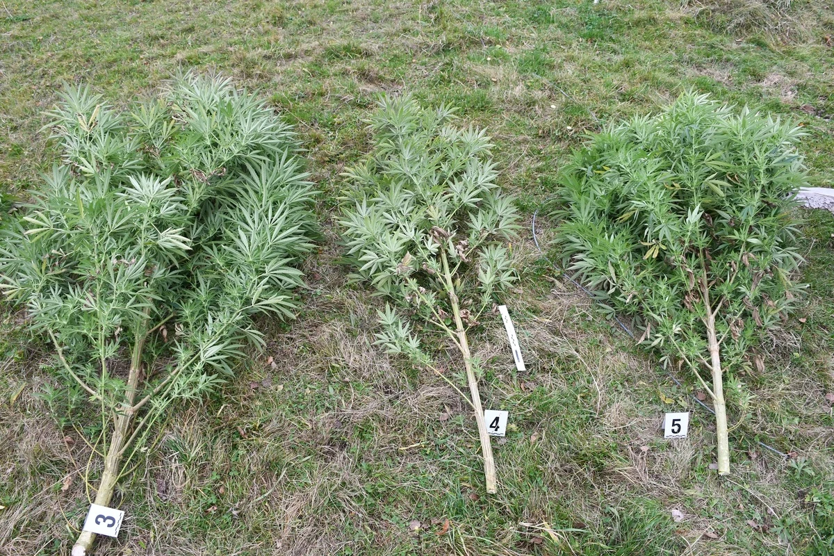 Nielegalna plantacja konopi w powiecie gołdapskim. Rośliny miały prawie 3 metry — zdjęcie 7