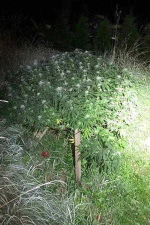 Plantacja konopi na budowie. Bracia zatrzymani z narkotykami — zdjęcie 7
